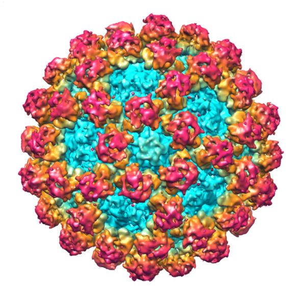 Norovirus: Was ist das?